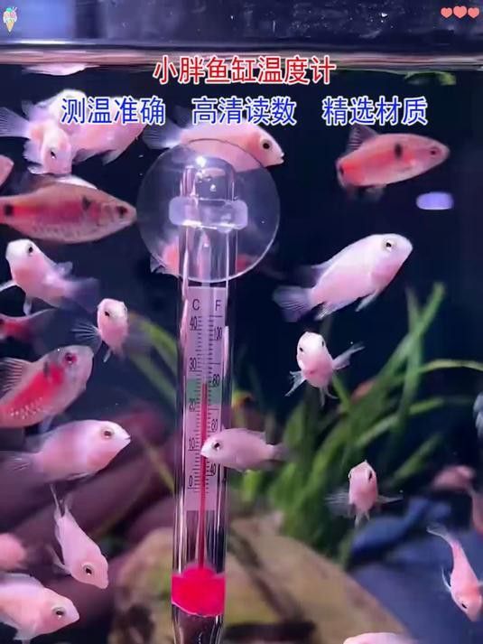 如何定期校準(zhǔn)魚缸溫度計(jì)？