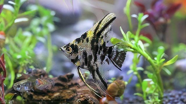如何定期校準(zhǔn)魚缸溫度計(jì)？