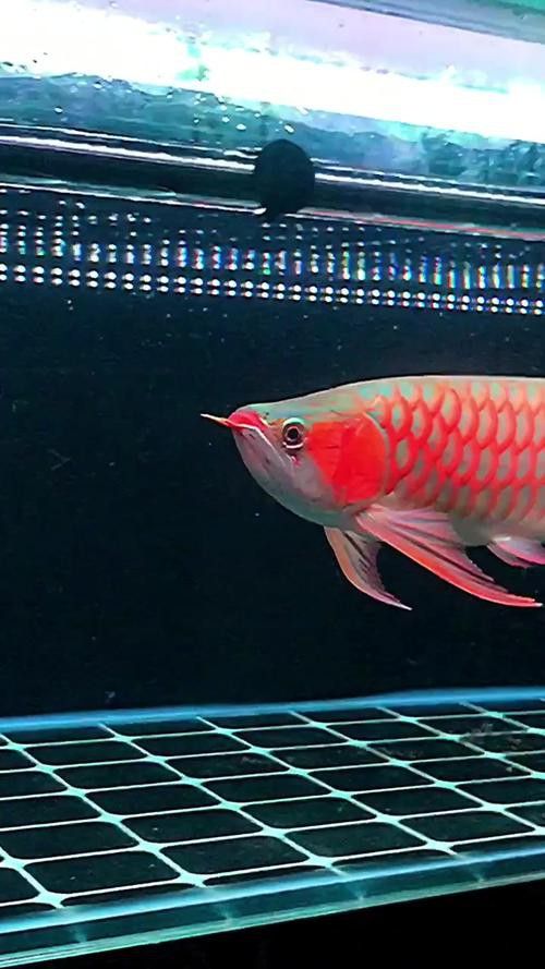 紅龍魚圖片高清壁紙可愛