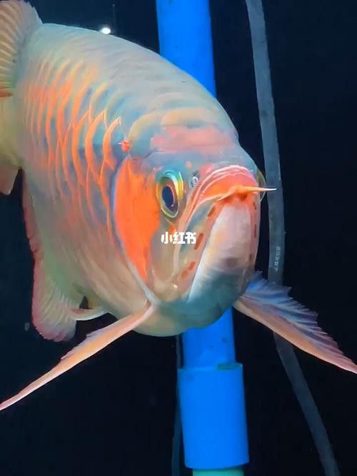 紅龍魚圖片高清壁紙可愛