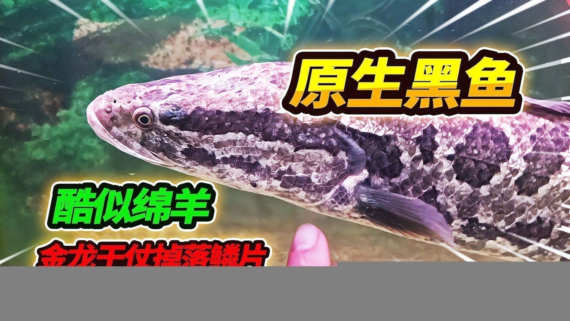 過背金龍魚常見的疾病有哪些？