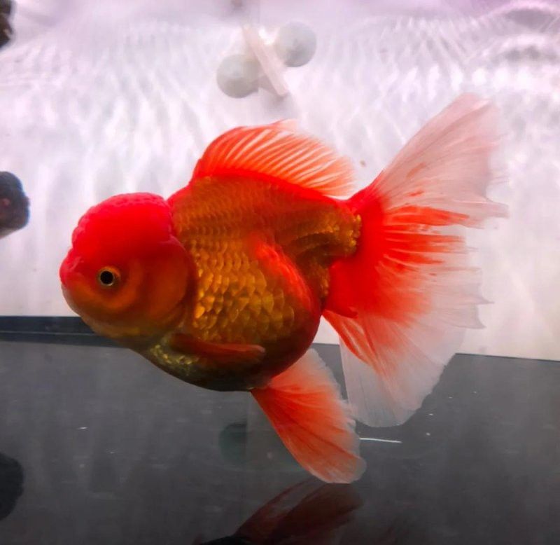 過背金龍魚常見的疾病有哪些？