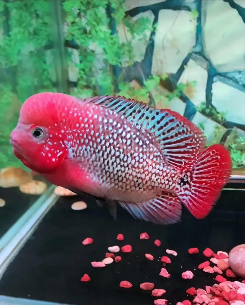 羅漢魚價(jià)格表最新圖片