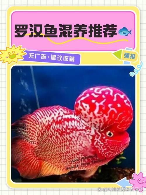 羅漢魚價(jià)格表最新圖片
