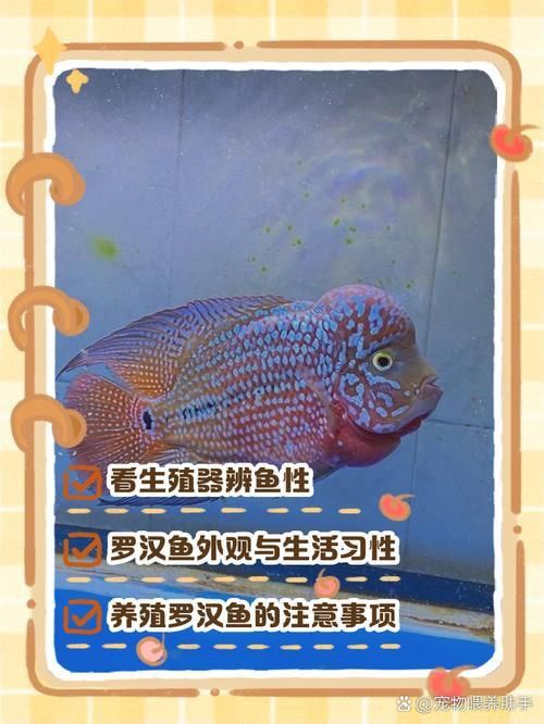 羅漢魚價(jià)格表最新圖片