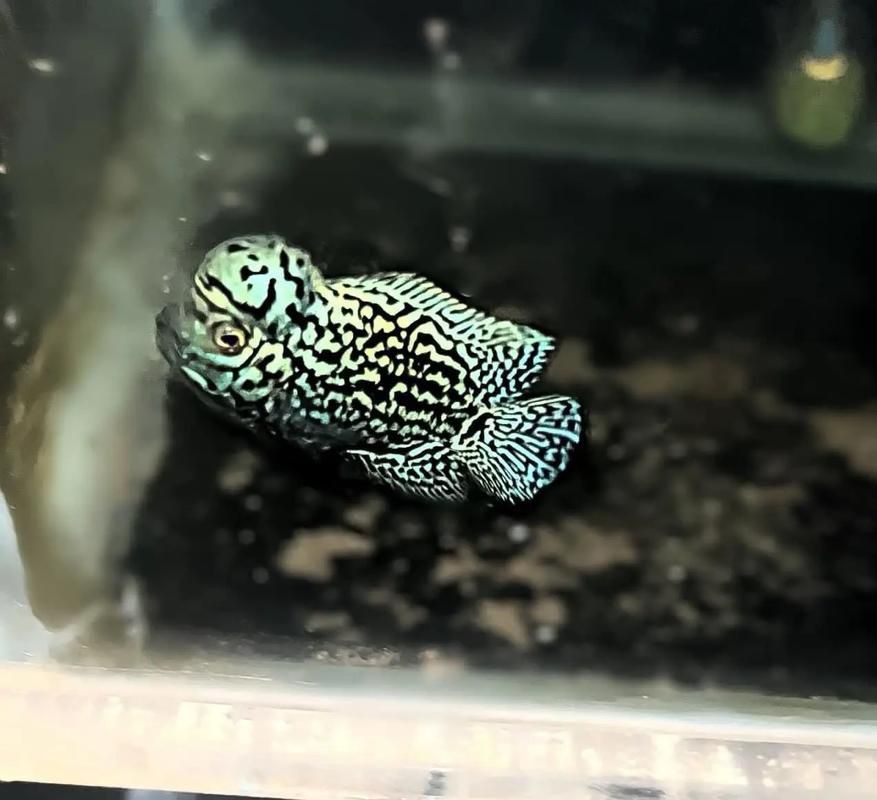 羅漢魚價(jià)格表最新圖片