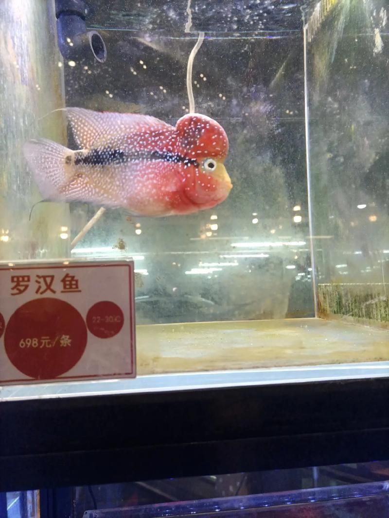 羅漢魚價(jià)格表最新圖片