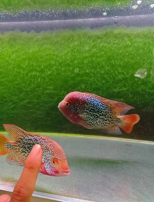 羅漢魚價(jià)格表最新圖片