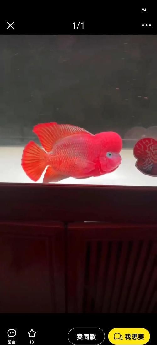 羅漢魚價(jià)格表最新圖片