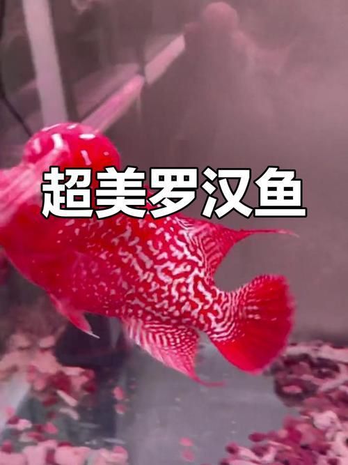 羅漢魚價(jià)格表最新圖片