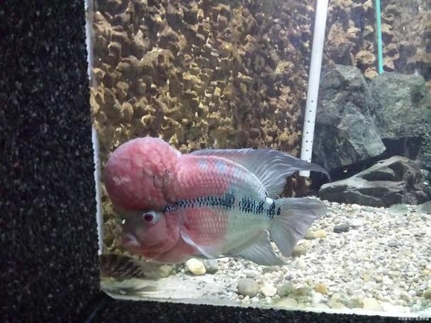 羅漢魚價(jià)格表最新圖片