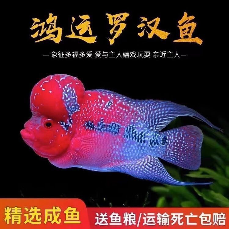 羅漢魚價(jià)格表最新圖片