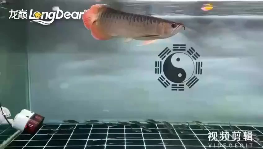 金龍魚廣告1998：1998年金龍魚廣告名為“萬家燈火-回家篇”