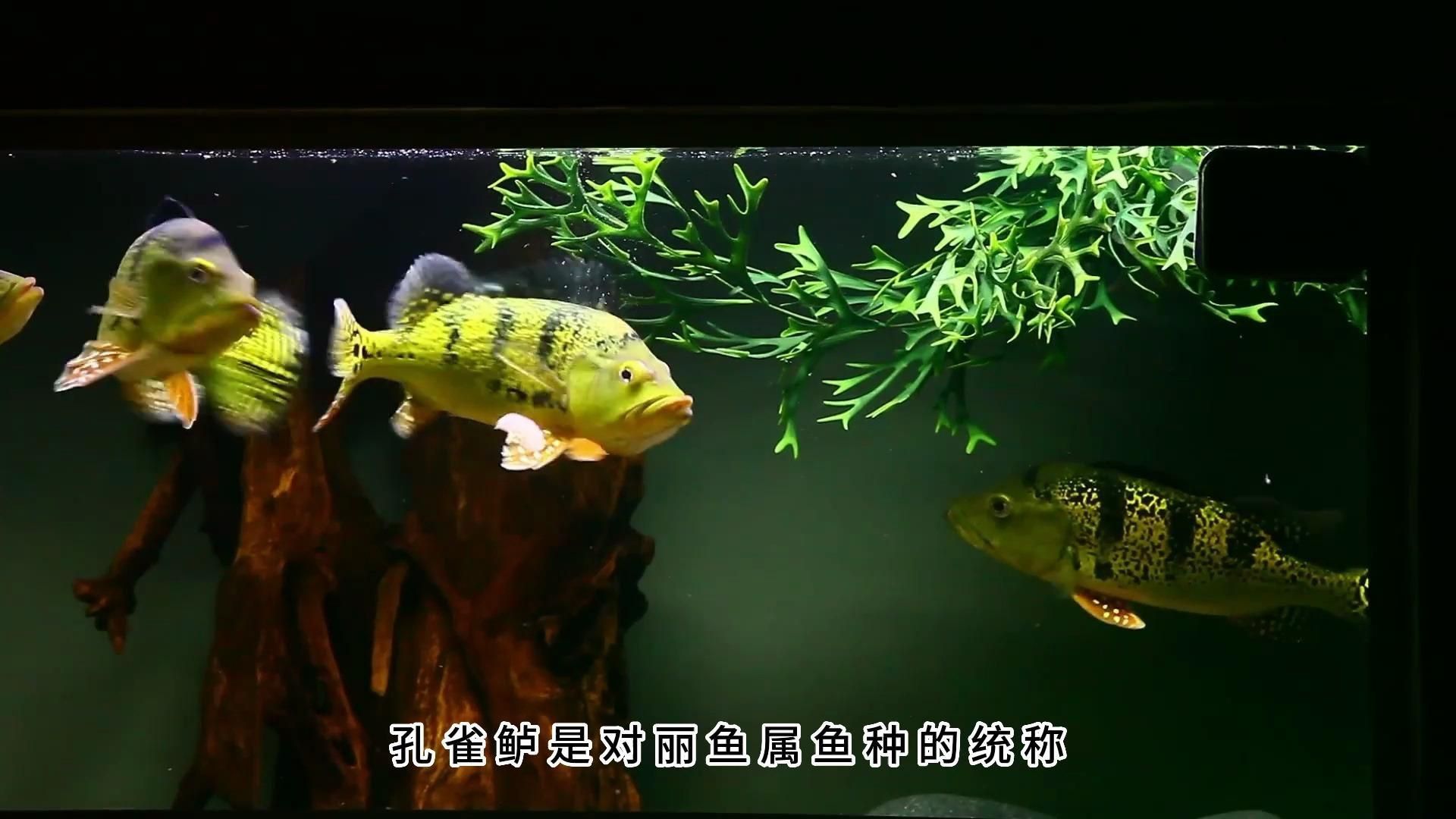 龍魚配魚搭配技巧 龍魚百科 第3張 龍魚配魚搭配技巧 龍魚配魚搭配技巧 龍魚百科 第3張