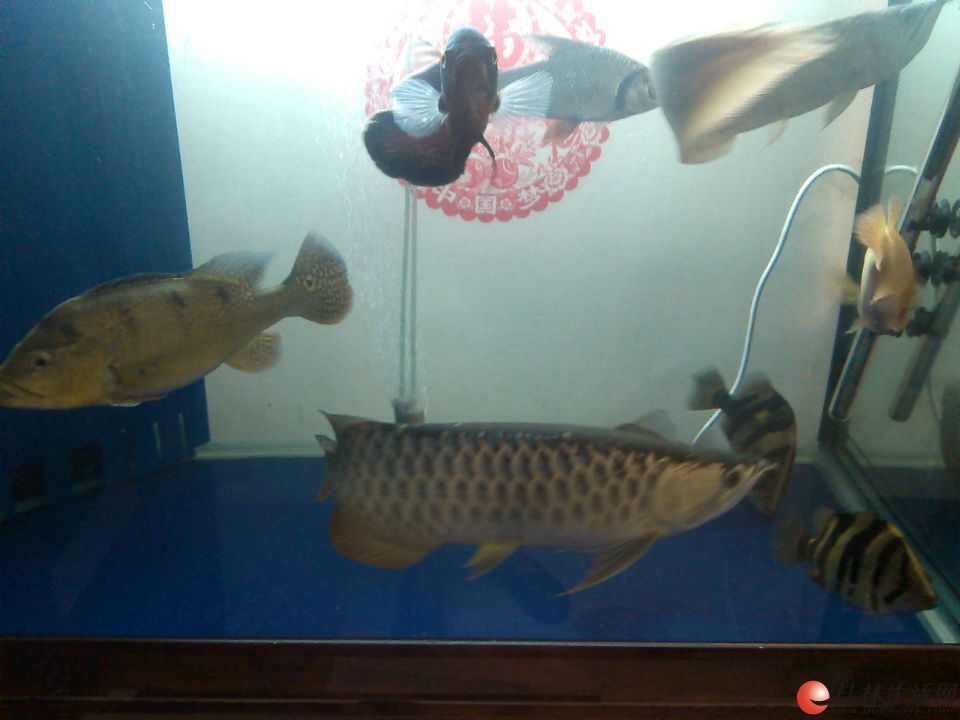 龍魚二手物品交易平臺怎么樣：二手物品交易平臺怎么樣
