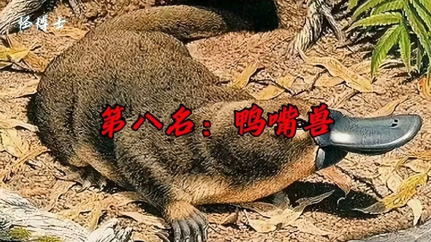 金龍魚霸王龍
