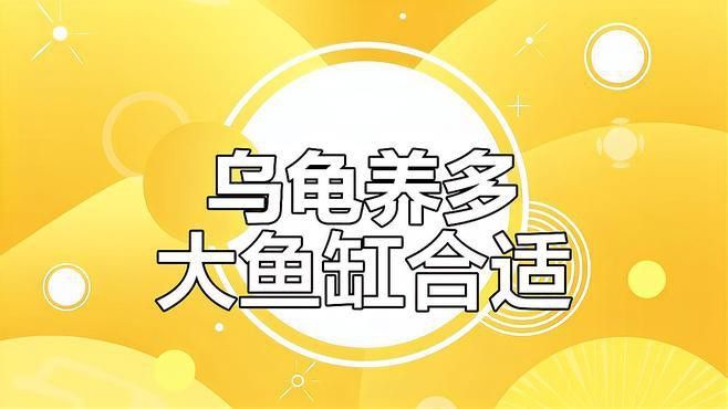 龍龜放魚缸有哪些材質(zhì)選擇？