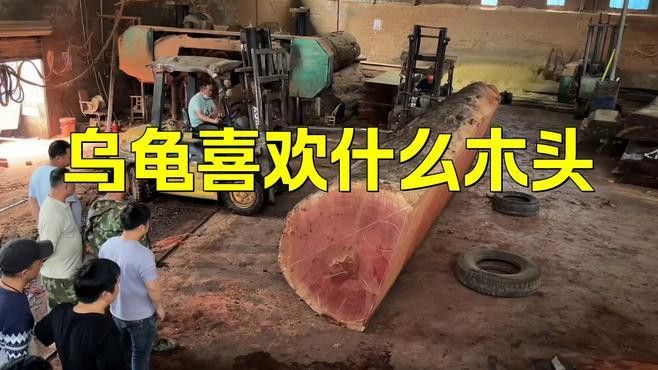 龍龜放魚缸有哪些材質(zhì)選擇？