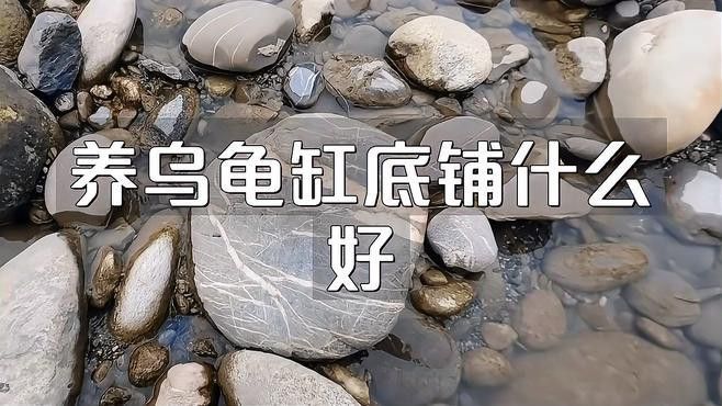 龍龜放魚缸有哪些材質(zhì)選擇？