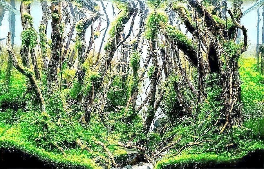 龍龜放魚缸有哪些材質(zhì)選擇？