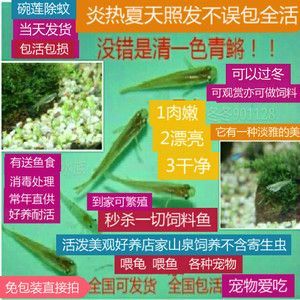 印度小金龍魚：印度小金龍魚是一種卵生鳉魚，全身閃爍著金黃色的光芒