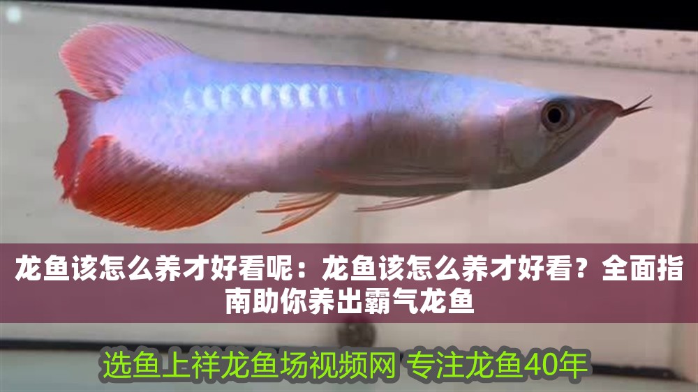 龍魚該怎么養才好看呢：龍魚該怎么養才好看？全面指南助你養出霸氣龍魚