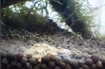 龍魚身上有白色棉絮怎么回事啊：龍魚身上出現白色棉絮狀物可能是多種原因引起的