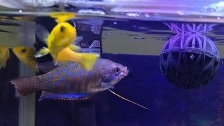 金底金龍魚缸底用什么顏色：金底金龍魚缸底用什么顏色的背景，金龍魚缸底用什么顏色