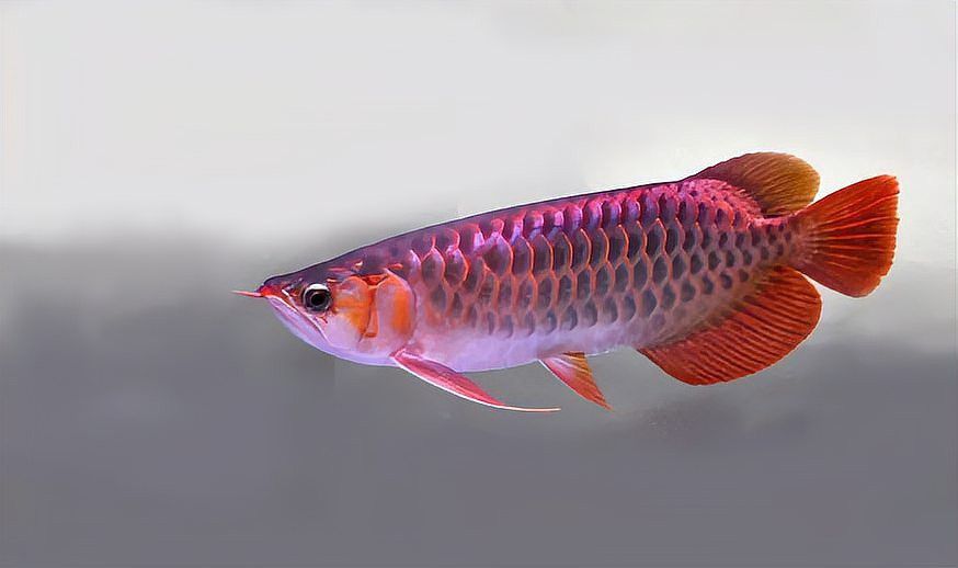紅龍魚容易死嗎