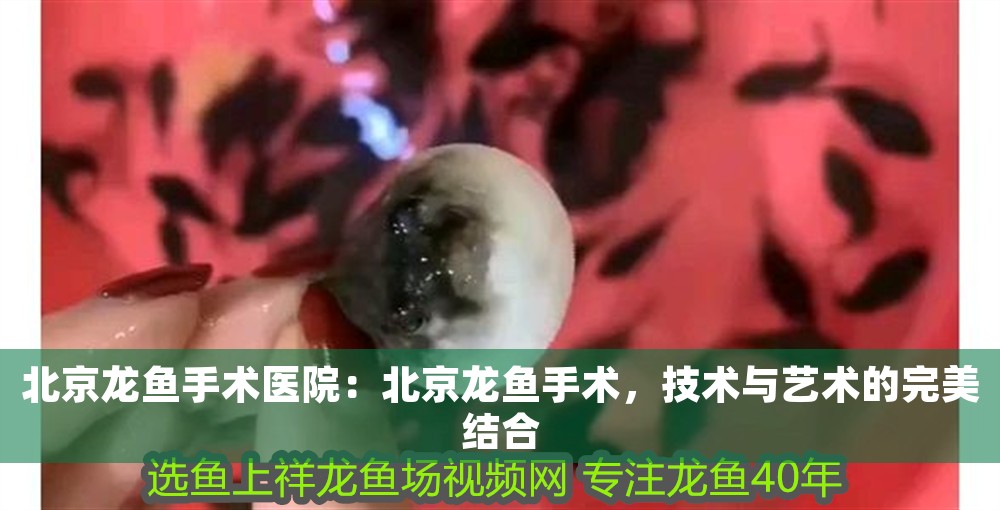 北京龍魚手術醫院：北京龍魚手術，技術與藝術的完美結合