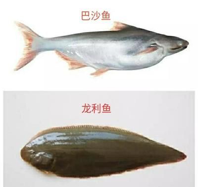 巴沙魚與龍利魚的區別：如何辨別巴沙魚和龍利魚