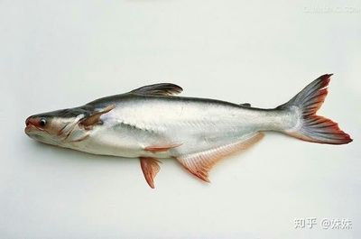 巴沙魚與龍利魚的區別：如何辨別巴沙魚和龍利魚