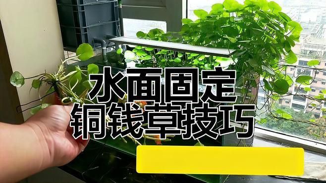 如何固定魚缸中的裝飾物？