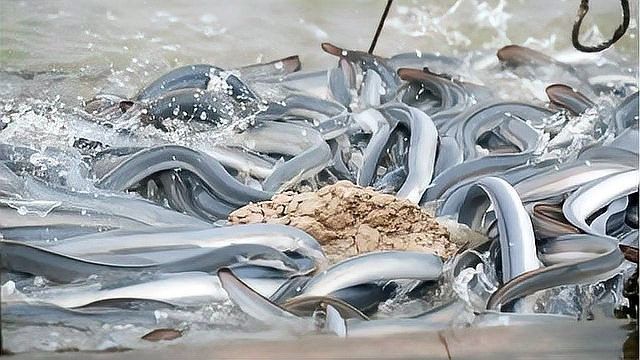 銀龍魚水霉怎么治療最快