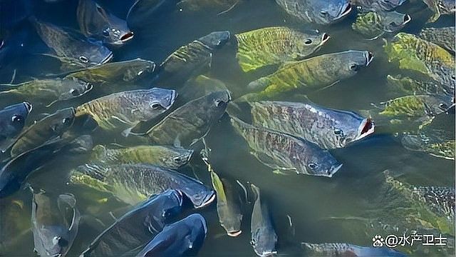 銀龍魚水霉怎么治療最快