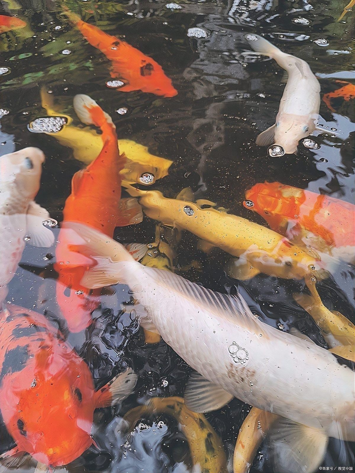銀龍魚水霉怎么治療最快