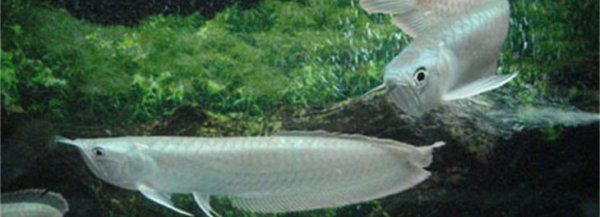 銀龍魚的好處（銀龍魚不僅外觀獨特，營養價值和心理調節作用和心理調節作用）