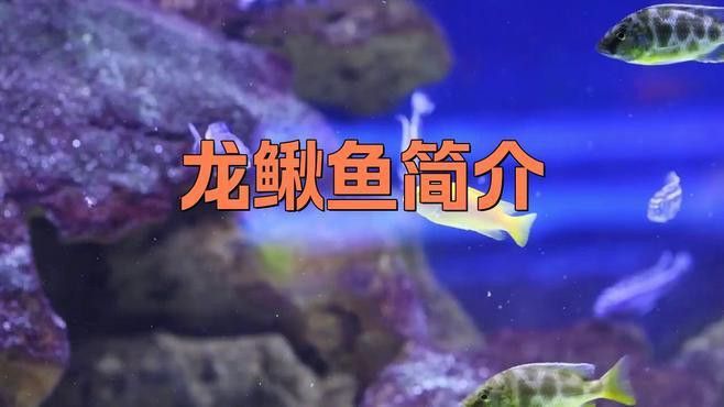 如何區(qū)分龍?chǎng)q魚和普通泥鰍？