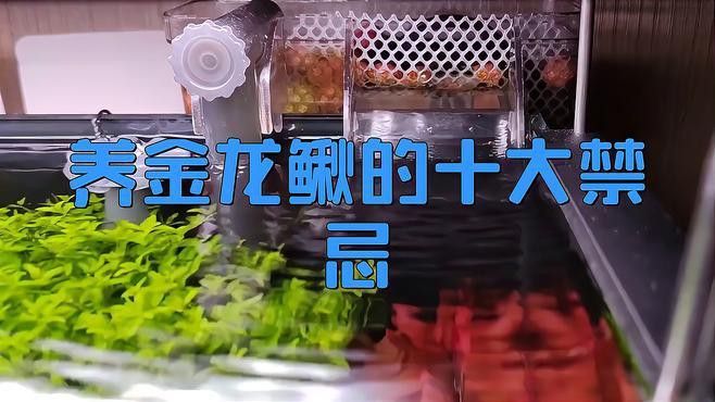 如何區(qū)分龍?chǎng)q魚和普通泥鰍？
