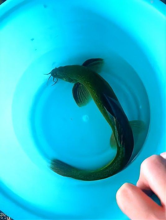如何區(qū)分龍?chǎng)q魚和普通泥鰍？