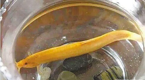 如何區(qū)分龍?chǎng)q魚和普通泥鰍？