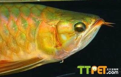 龍魚掉眼做手術有用嗎：龍魚掉眼做手術有用嗎龍魚掉眼手術有用嗎