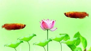 金龍魚壁紙有哪些尺寸？