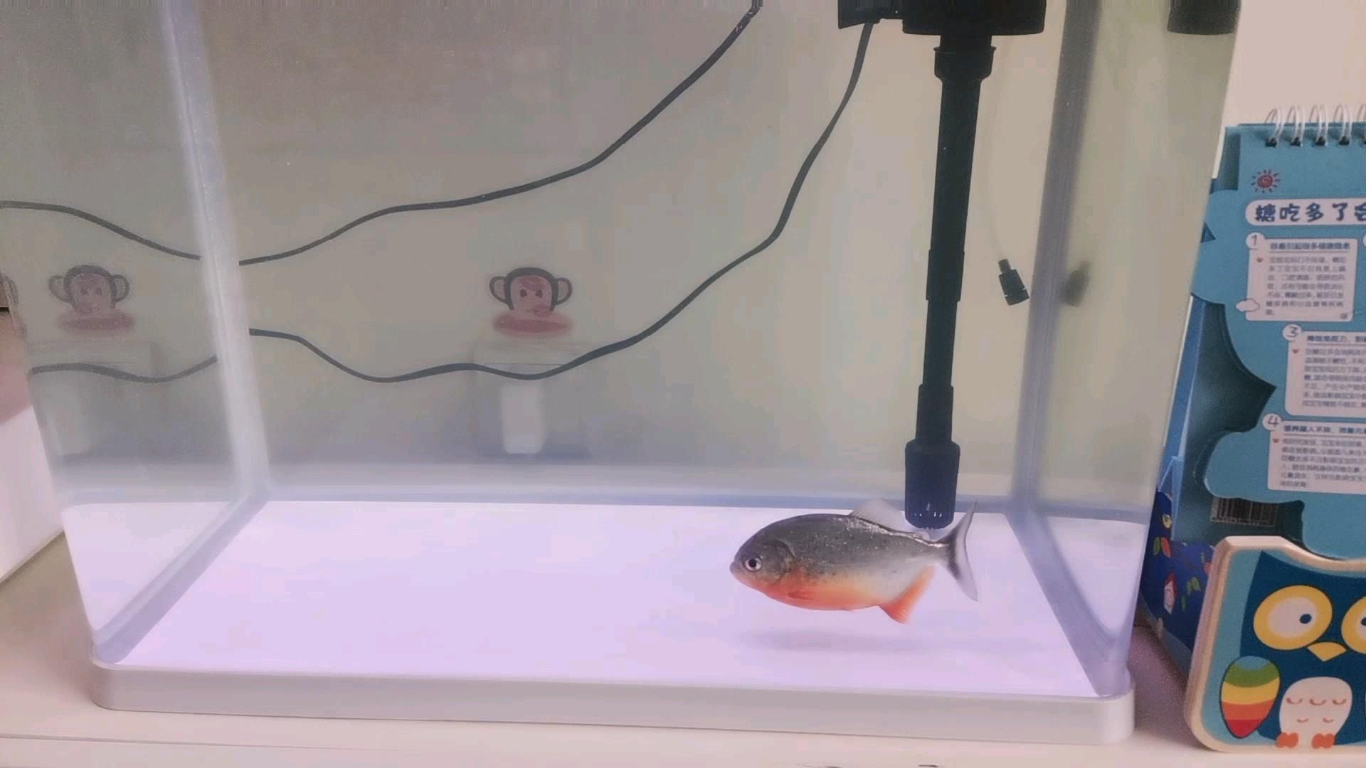 紅龍魚總在缸底游動：紅龍魚為什么總在缸底游動