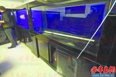 紅龍魚總在缸底游動：紅龍魚為什么總在缸底游動