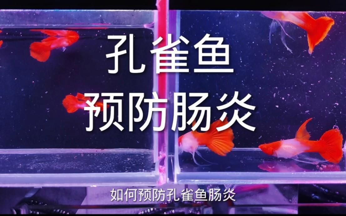 如何預防魚腸炎的發(fā)生？