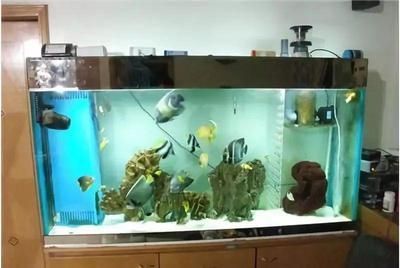 龍魚缸一個月電費：龍魚缸一個月電費多少 龍魚缸一個月電費：龍魚缸一個月電費多少 龍魚百科