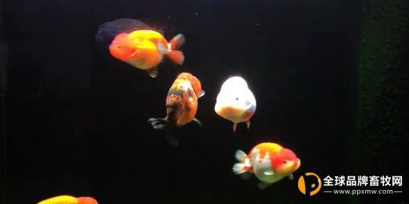 紅龍魚立鱗病會傳染嗎？