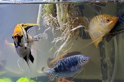龍魚虎魚打架不吃食怎么辦：如何判斷龍魚虎魚打架原因