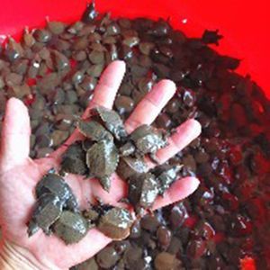 龍魚喂飼料到底好不好養(yǎng)呢怎么喂養(yǎng)：如何選擇喂養(yǎng)龍魚的方式
